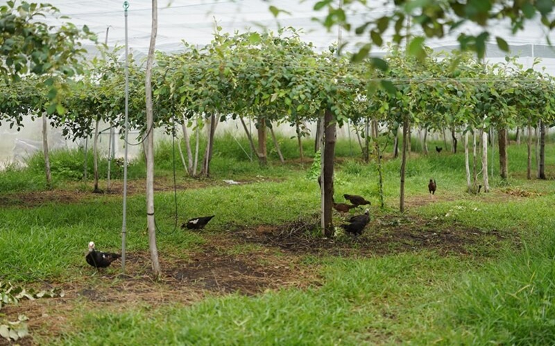 mô hình trồng táo xanh trong nhà lưới phủ kín tại trang trại ngon farm bình thuận